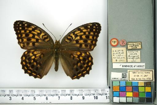 Fabriciana niobe niobe (Linnaeus, 1758) - NHMUK010576893_Argynnis_niobe_(Linnaeus)_Type_dorsal