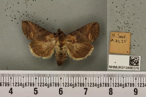 Abrostola triplasia (Linnaeus, 1758) - NHMUK_010490376_552757