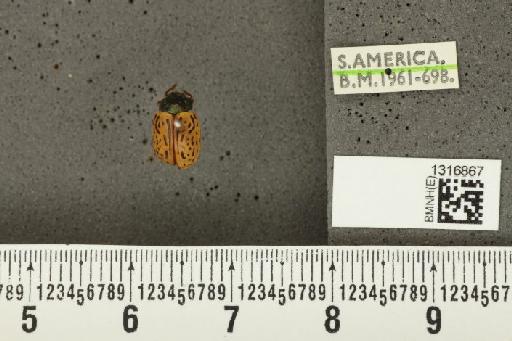 Calligrapha (Polyspila) philadelphica (Linnaeus, 1758) - BMNHE_1316867_15973