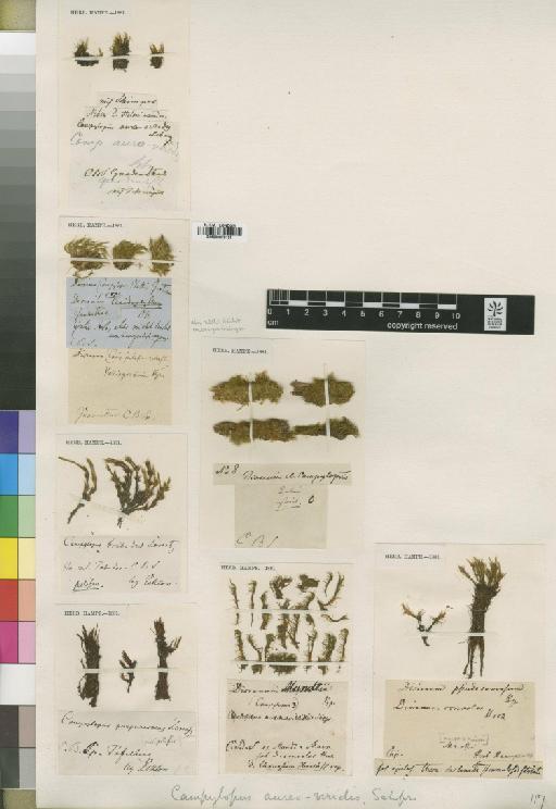Campylopus pyriformis (Schultz) Brid. - BM000870157_a