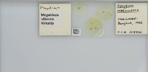 Megatrioza vitiensis Kirkaldy, 1907 - 013483261_117202_1146421_157665_NonType_result