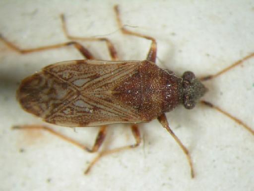 Stigmatonotum rufipes Motschulsky - Hemiptera: Stiruf