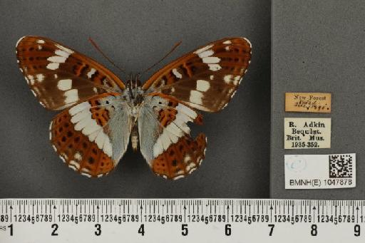 Limenitis camilla (Linnaeus, 1764) - BMNHE_1047878_42863