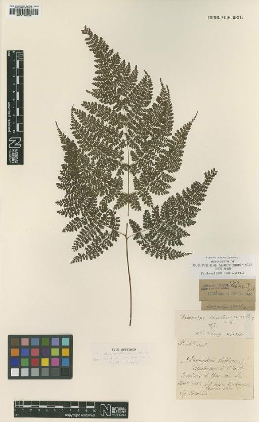 Diacalpe aspidioides Blume - BM001048654