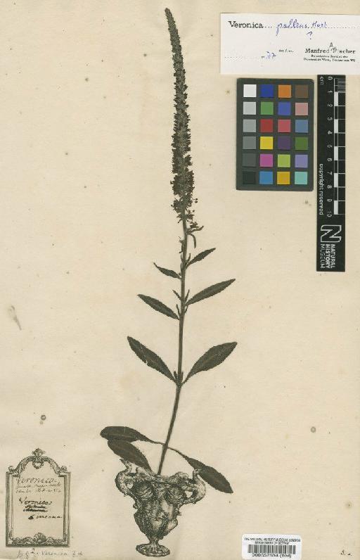 Veronica spicata L. - BM000557534