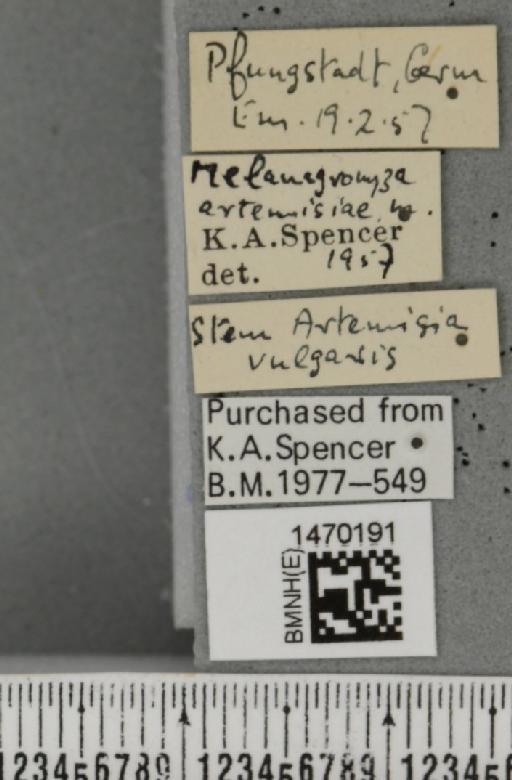 Melanagromyza artemisiae Spencer, 1957 - BMNHE_1470191_label_44742