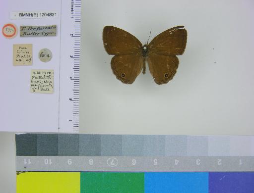Euptychia perfuscata Butler, 1868 - BMNH(E)_1204831_Yphthimoides_(Euptychia)_maepius_perfuscata_Butler_T_male (1)