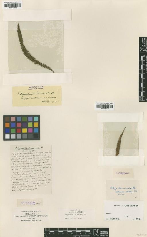Polypodium truncicola Klotzsch - BM000937557