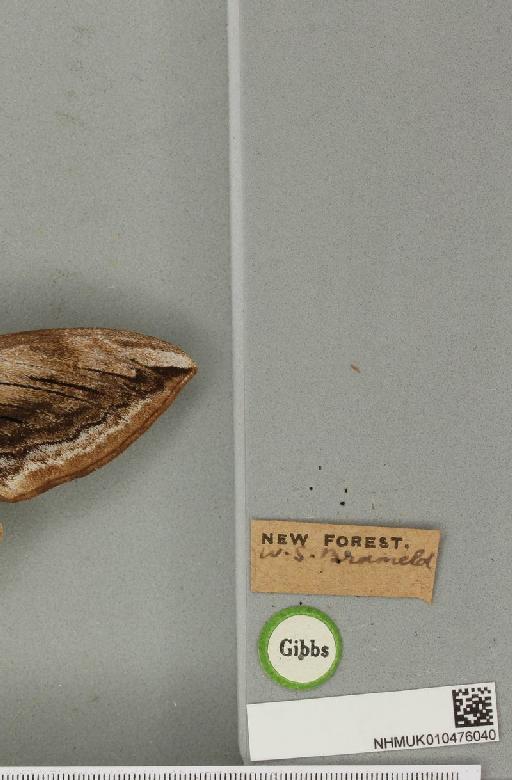 Sphinx ligustri Linnaeus, 1758 - NHMUK_010476040_label_527486