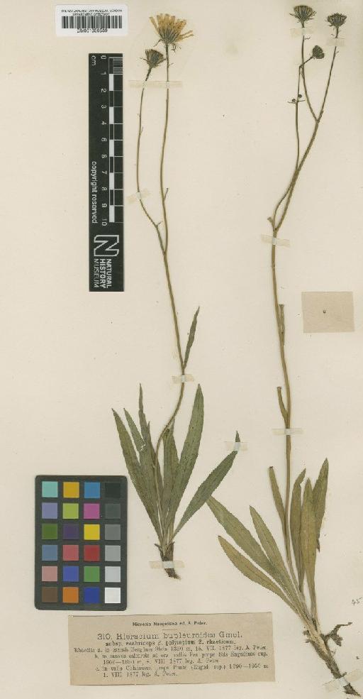 Hieracium bupleuroides subsp. calycinum (Arv.-Touv.) Zahn - BM001050539
