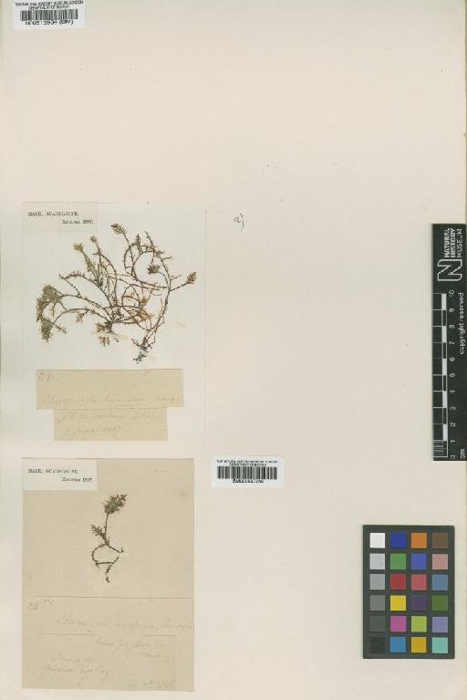 Chaetomorpha tenuissima P.Crouan & H.Crouan - BM000515934