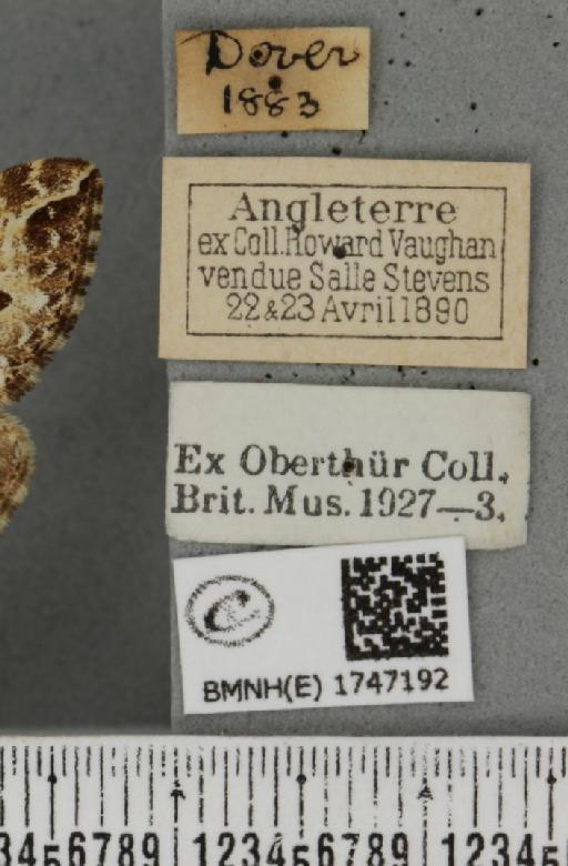 Lampropteryx suffumata (Denis & Schiffermüller, 1775) - BMNHE_1747192_label_334129
