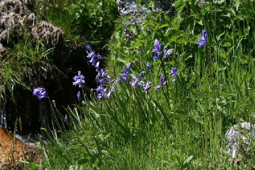 Hyacinthoides hispanica (Mill.) Rothm. - BB-219_plants