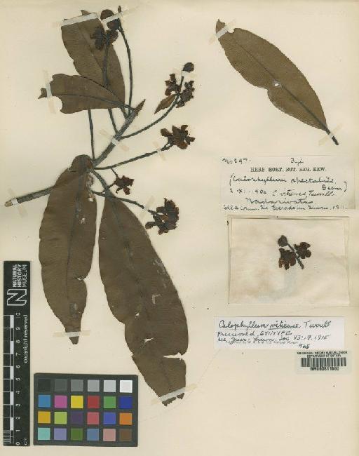 Calophyllum vitiense Turrill - BM000611500