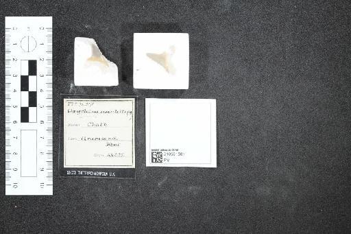 Isurus mantelli infraphylum Gnathostomata (Agassiz) - 010031581_L010040652
