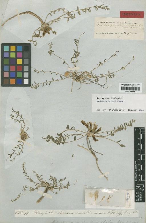Astragalus modestus Boiss. & Hohen. - BM000885169