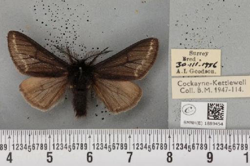 Lycia hirtaria ab. nigra Cockayne, 1948 - BMNHE_1889454_457709