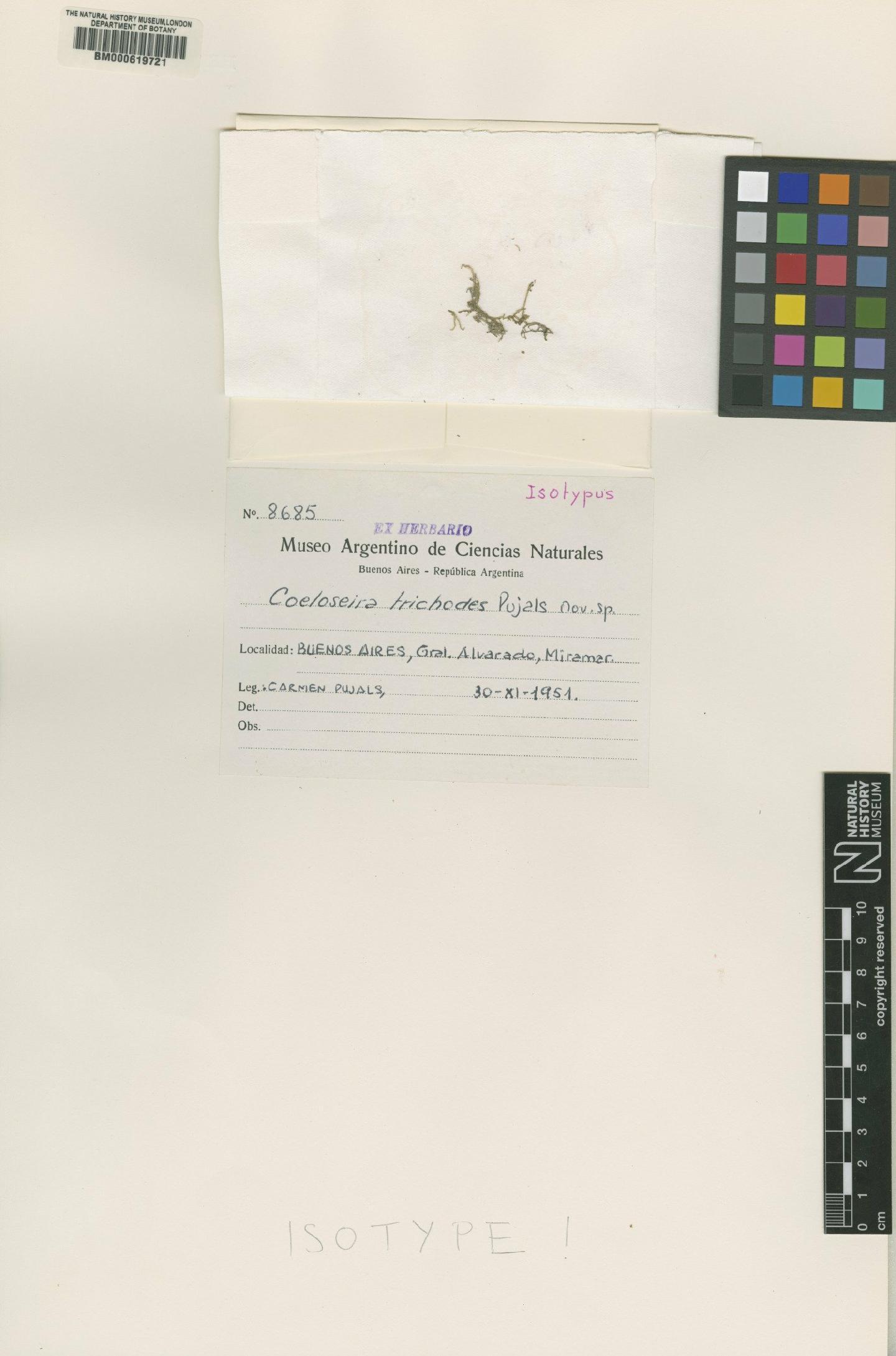 To NHMUK collection (Coeloseira trichodes Pujals; Isotype; NHMUK:ecatalogue:4791883)