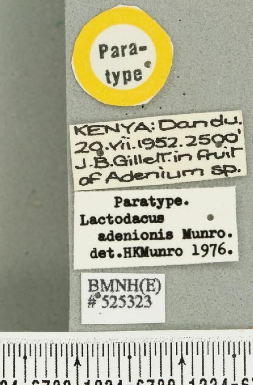 Dacus (Psilodacus) adenionis (Munro, 1984) - BMNHE_525323_label_38688