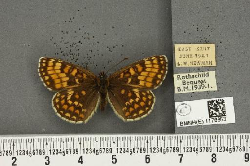 Melitaea athalia ab. interligata Derenne, 1926 - BMNHE_1178653_56456