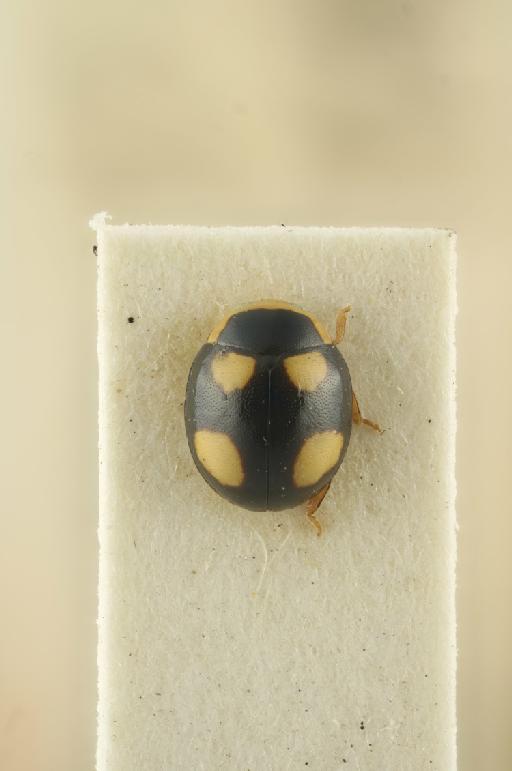 Hyperaspis diversa Gorham, 1894 - Hyperaspis diversa Gorham, 1894; Lectotype; NHMUK015529580; Dorsal habitus
