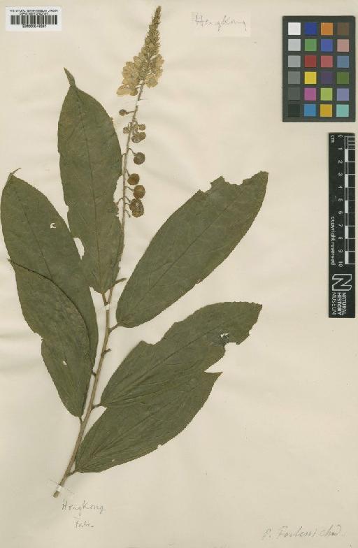 Polygala arillata Buch.-Ham. ex D.Don - BM000946281