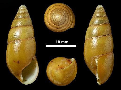 Glessula subinornata subterclass Tectipleura Beddome, 1906 - 1906.11.24.3, LECTOTYPE, Glessula subinornata