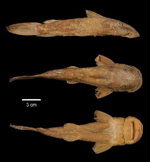 Euchilichthys royauxi Boulenger, 1902 - 1901.12.26.46; Euchilichthys royauxi; type; ACSI Project image