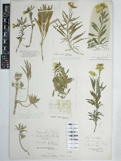 Erysimum cheiri (L.) Crantz - BM001161718