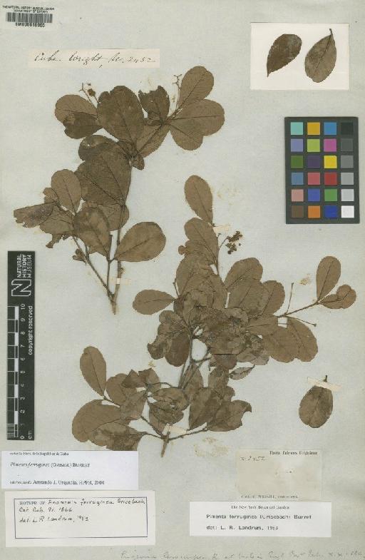 Pimenta ferruginea (Griseb.) Burret - BM000616965