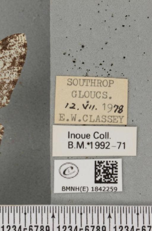 Biston betularia (Linnaeus, 1758) - BMNHE_1842259_label_413788