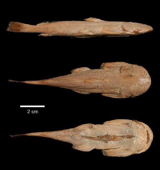 Euchiloglanis myzostoma Norman, 1923 - 1923.2.21.40-9b; Euchiloglanis myzostoma; type; ACSI Project image