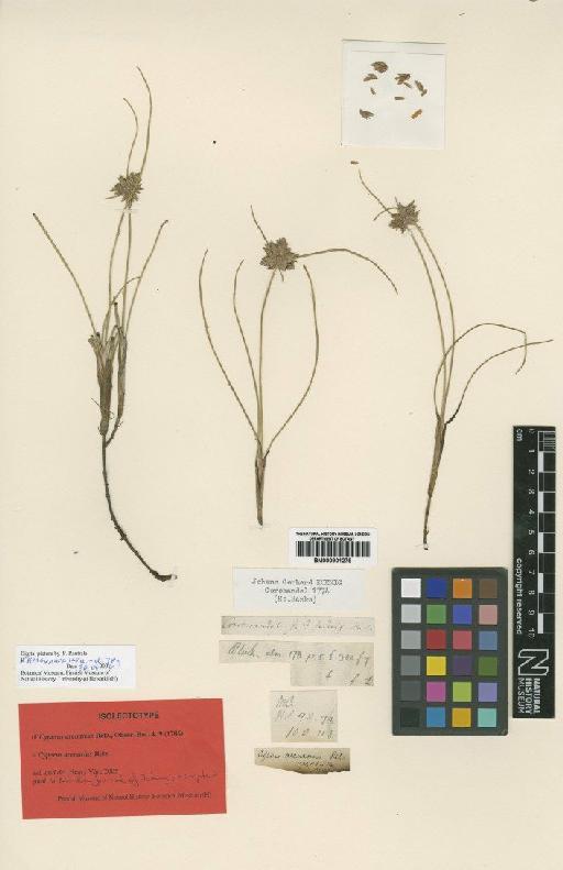 Cyperus arenarius Retz. - BM000901278