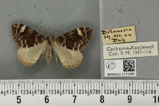 Dysstroma citrata citrata ab. strigulata Fabricius, 1794 - BMNHE_1772095_352403