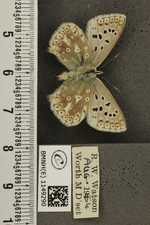 Lysandra coridon ab. postobsoleta Bright & Leeds, 1938 - BMNHE_1149290_101886