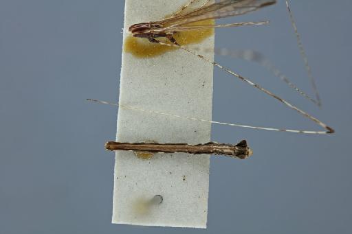 Eugubinus reticolus Distant, 1915 - Eugubinus reticolus ST abdomen