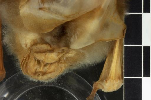 Hipposideros diadema pullatus Andersen, 1906 - 1897_8_7_9-Hipposideros_diadema_pullatus-Type-Noseleaf-dorsal-1