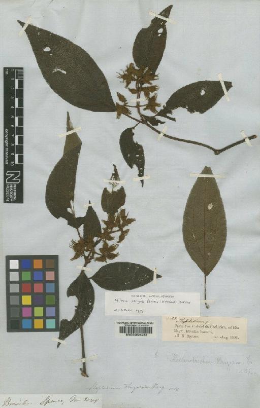 Miconia strigosa (Triana) Wurdack - BM000624722