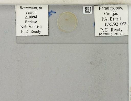 Brumptomyia pintoi Costa Lima, 1932 - 015268111_811512_1329269_157792_NoStatus