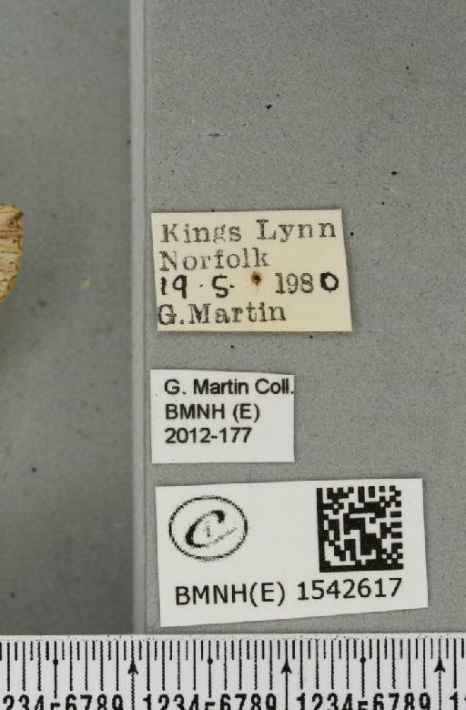 Pterostoma palpina palpina (Clerck, 1759) - BMNHE_1542617_label_246888