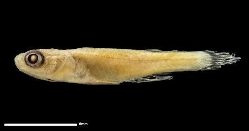 Haplochilus macrurus Boulenger, 1904 - BMNH 1904.5.2.190-195, PARALECTOTYPES, Haplochilus macrurus_b