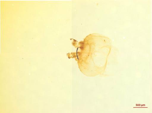 Cerambycinae Latreille, 1802 - 010134026__