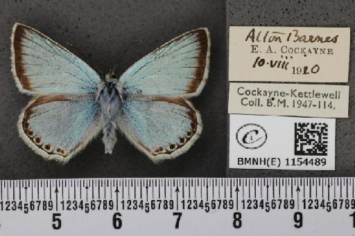 Lysandra coridon ab. cuneata Tutt, 1910 - BMNHE_1154489_105826