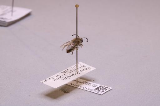 Colletes Latreille, 1802 - 013621552_additional_1