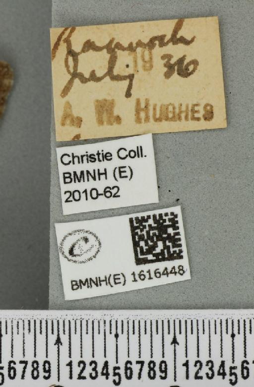 Entephria flavicinctata ruficinctata (Guenée, 1858) - BMNHE_1616448_label_318962