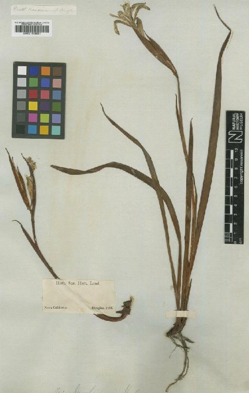 Iris douglasiana Herb. - BM001009981