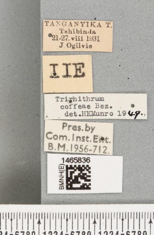 Trirhithrum coffeae Bezzi, 1918 - BMNHE_1465836_label_27115