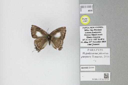 Hypolycaena phorbas purpura Tennent, 2016 - 013376704_Hypolycaena_phorbas_purpura_Tennent_2016_PT