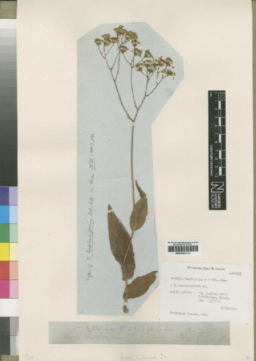 Senecio bupleuriformis Sch.Bip. - BM000924781