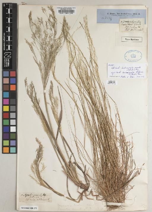 Lachnagrostis filiformis (G.Forst.) Trin. - BM013767107
